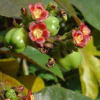 Jatropha gossypiifolia L.